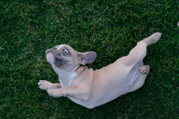 Is grass rolling harmful to my dog s health