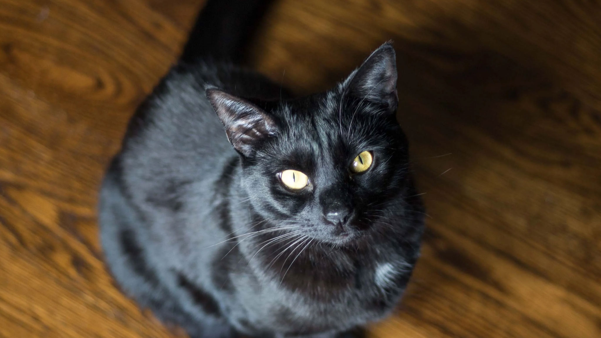 Jump Into Cat Training With These Essential Tips for a Purrfect Start