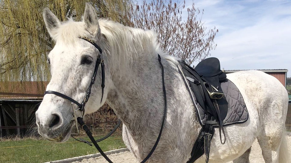 Keep Your Horse Healthy and Happy With Regular Grooming