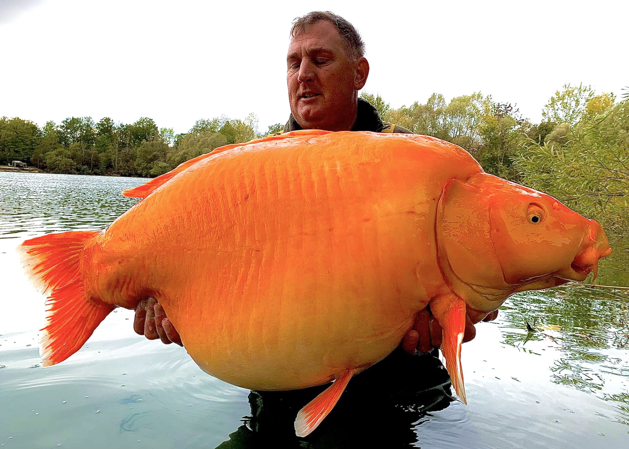 Large Goldfish 2