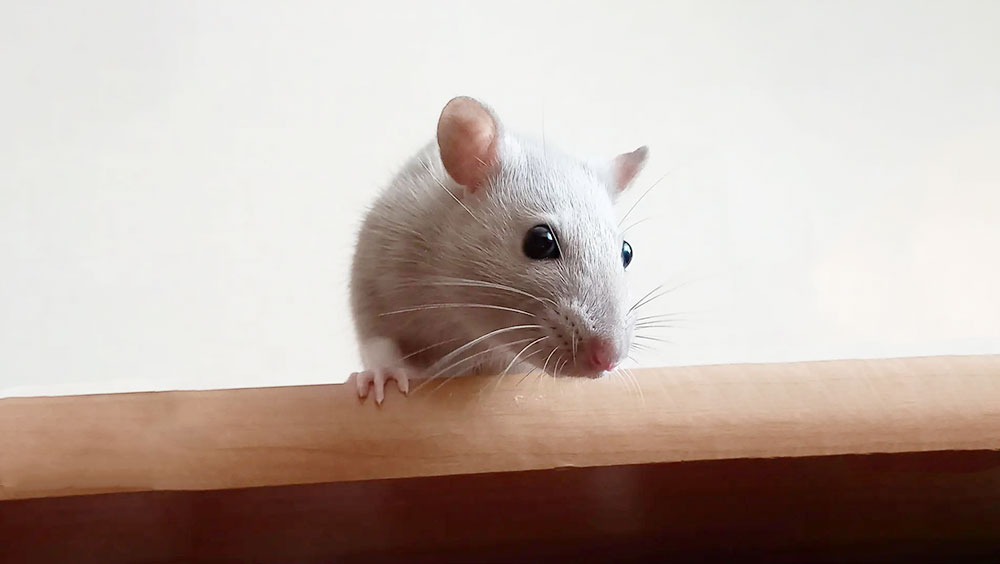Looking for a Small Pet? Think About These Five Factors