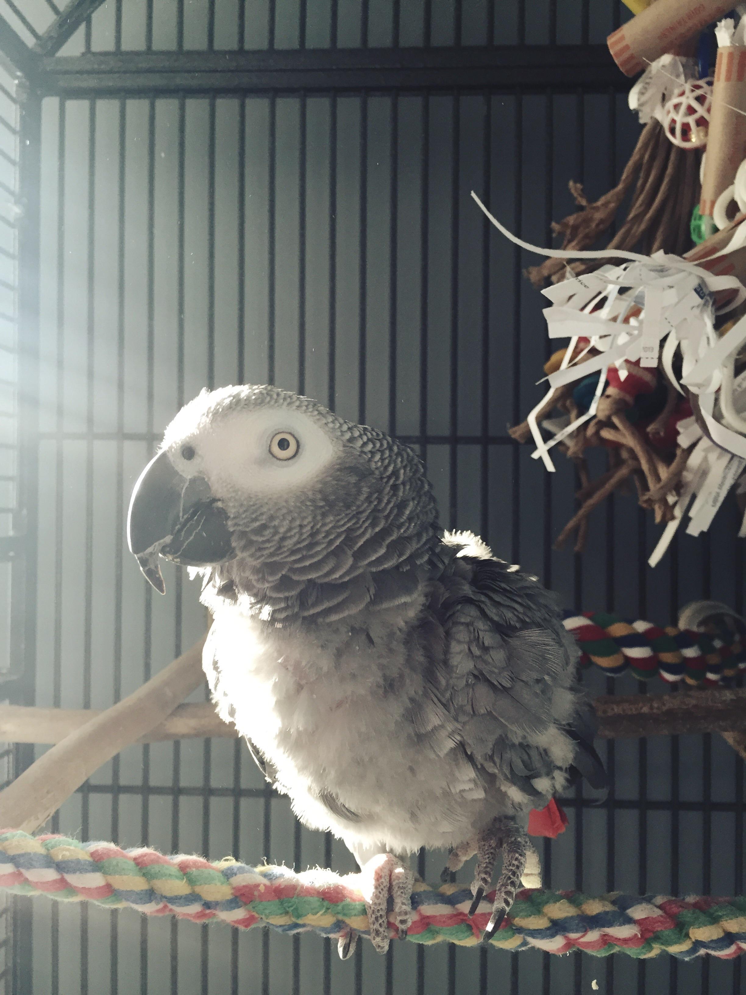 Lowering Stress Helps Pet Birds Live Longer Lives