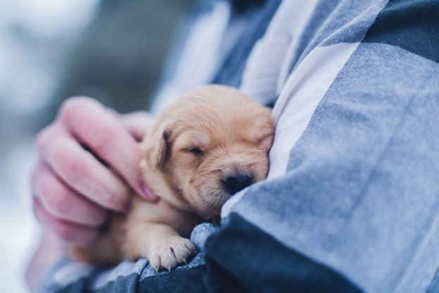 Managing and Preventing Hiccups in Dogs