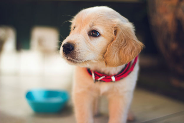 Potential Causes of Hiccups in Dogs