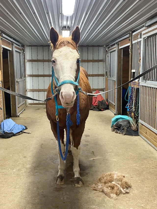 Pre Ride Grooming