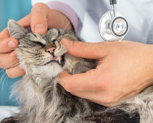 Prevention And Treatment