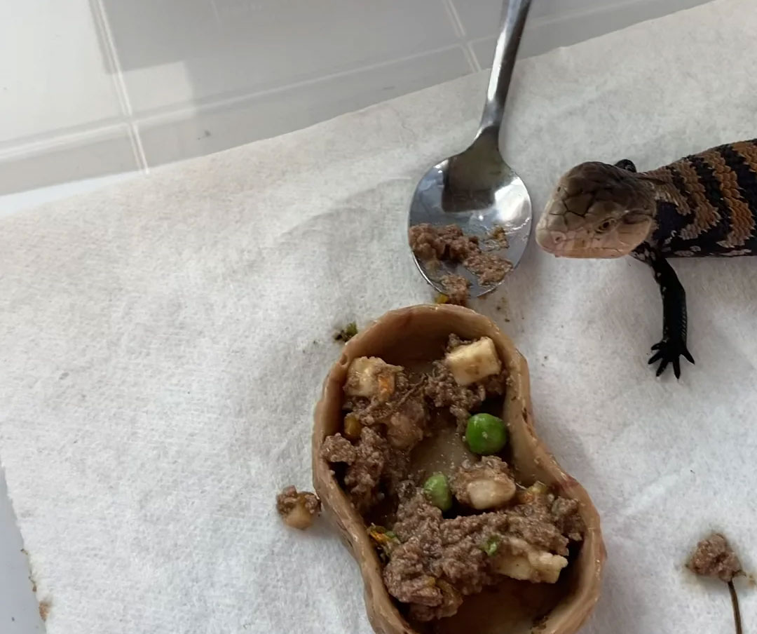 Reptile s Diet