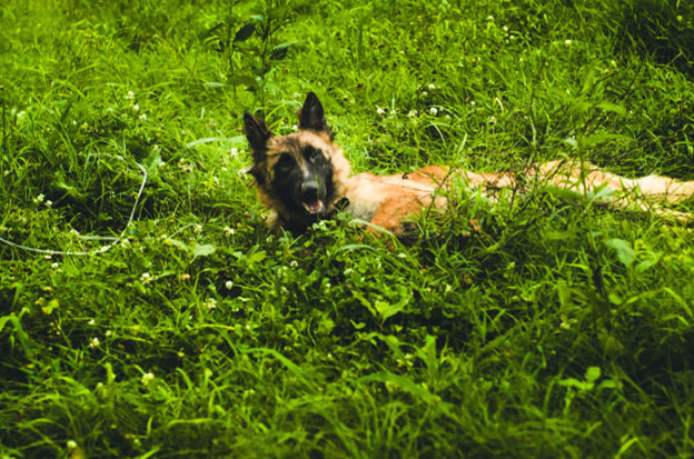 The Science Behind Grass Rolling