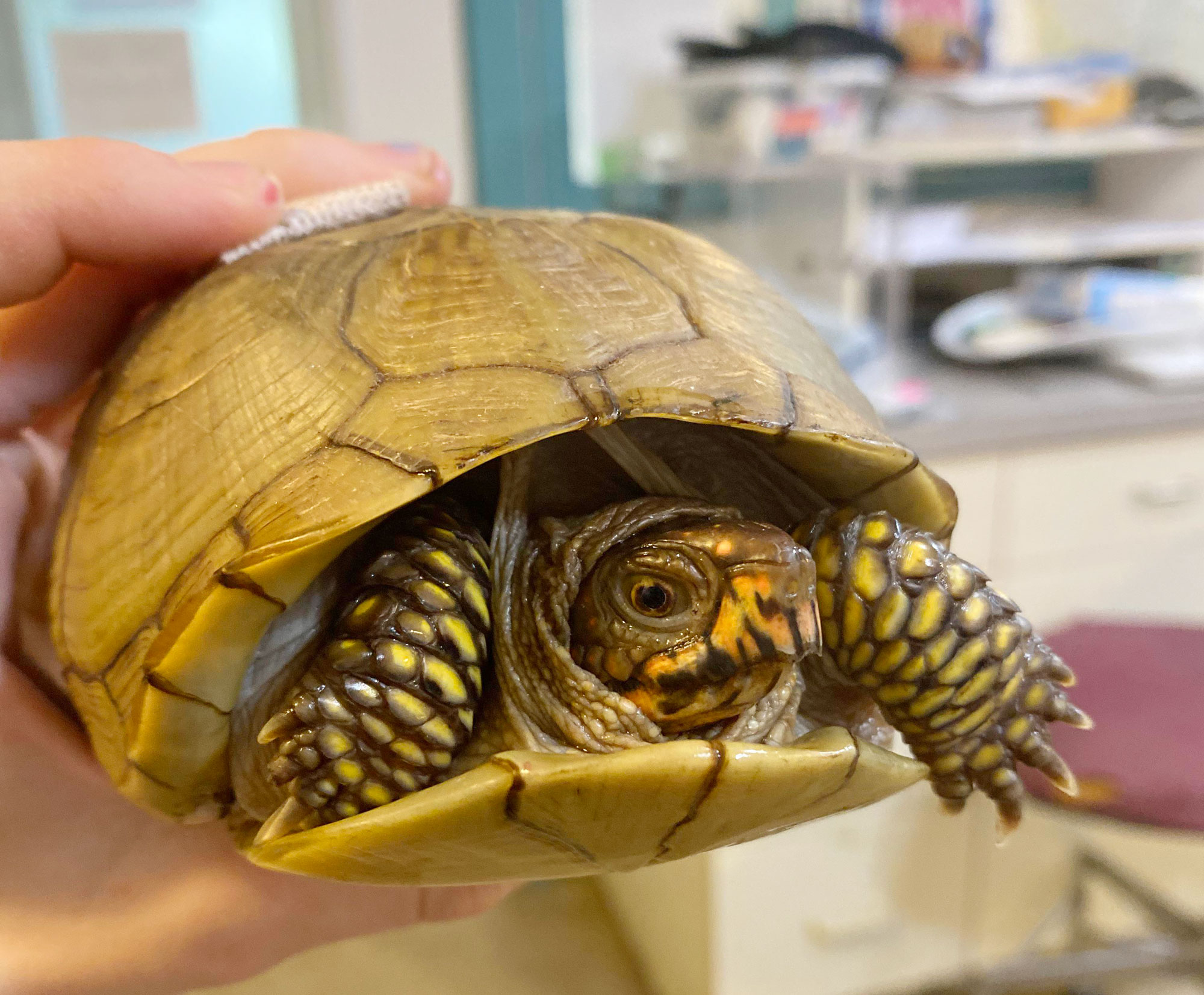 Three Toed Box Turtle