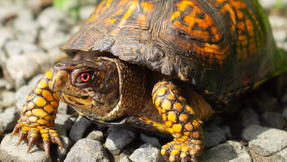 Two Best Pet Box Turtles