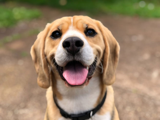 Understanding Hiccups in Dogs
