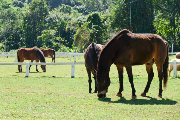 Understanding The Aging Process In Horses