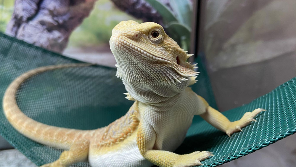 Variety Is the Spice of Life When It Comes to Your Reptile’s Diet