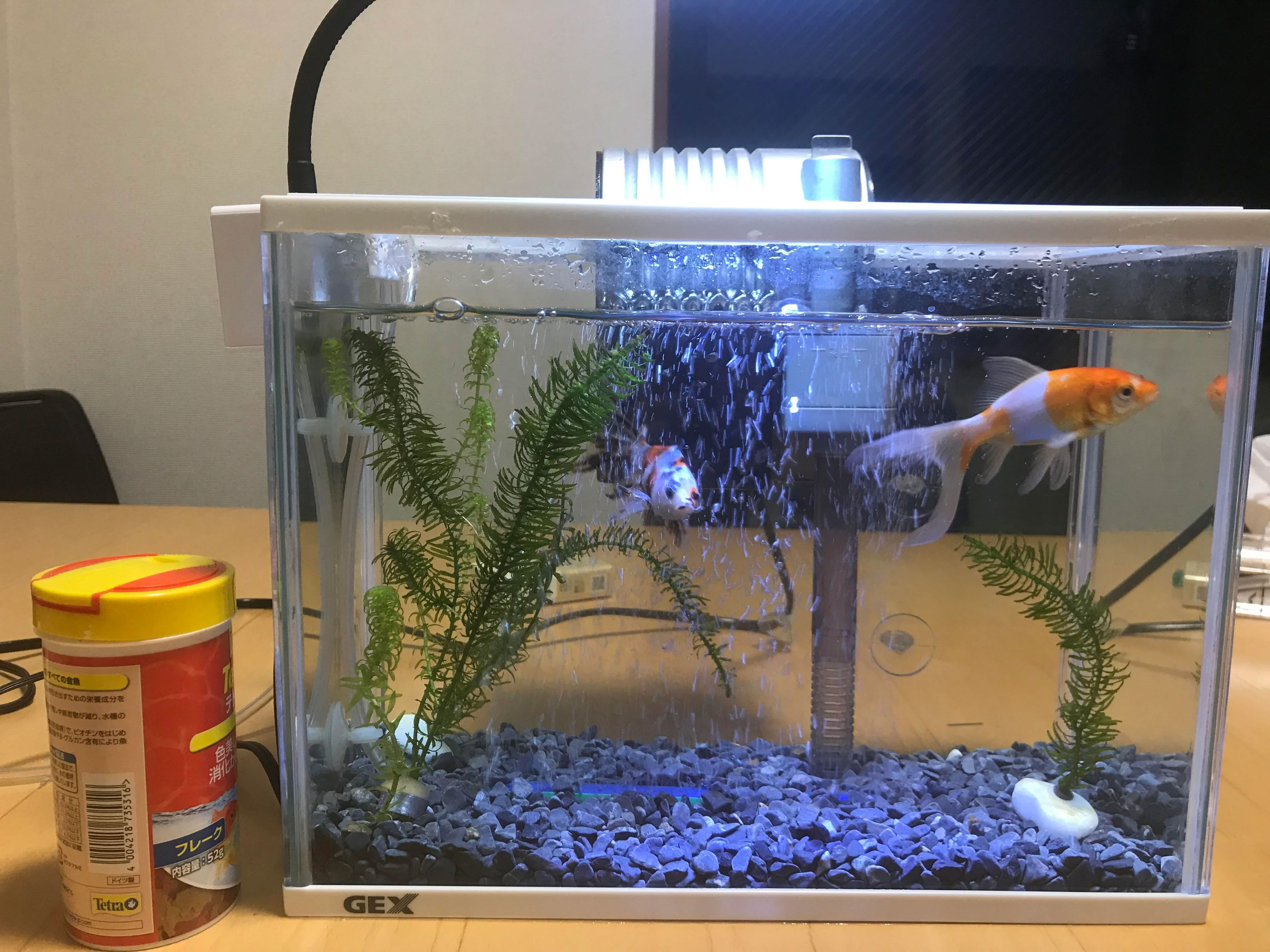 What Does Your Fish Need