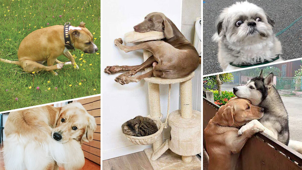 12 Weird Dog Behaviors Explained