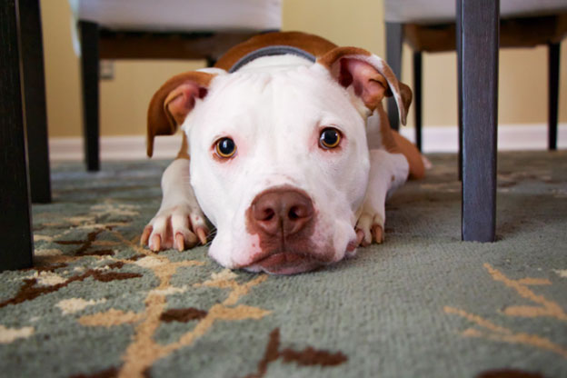 As a pet owner it s important to understand