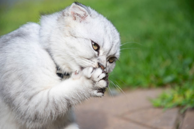 Can cats transmit diseases through