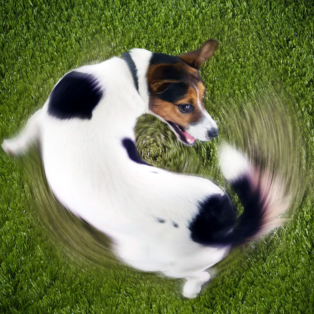 Chasing Their Own Tail
