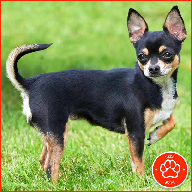 Chihuahua