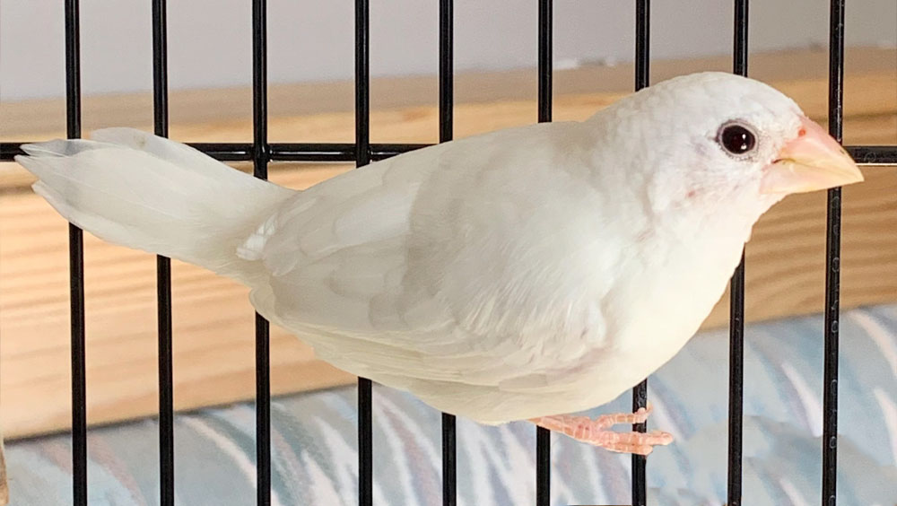 Doing Your Best to House Small Fuzzy and Feathered Friends