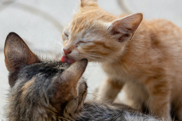 Encourage positive grooming