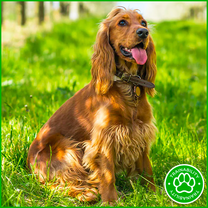 English Cocker Spaniel
