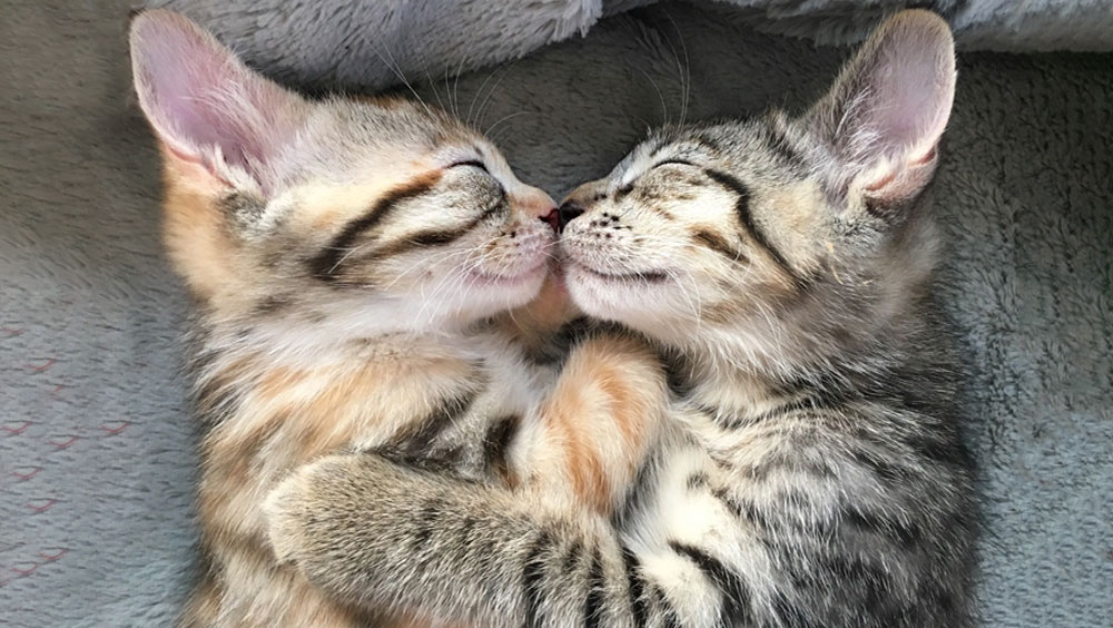 Feline Grooming Habits: Why Do Cats Lick Each Other?