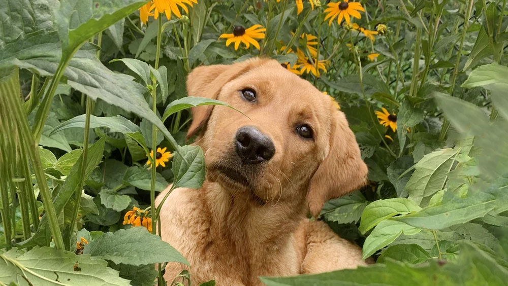 Holding It In: How Long Can Dogs Hold Their Pee?