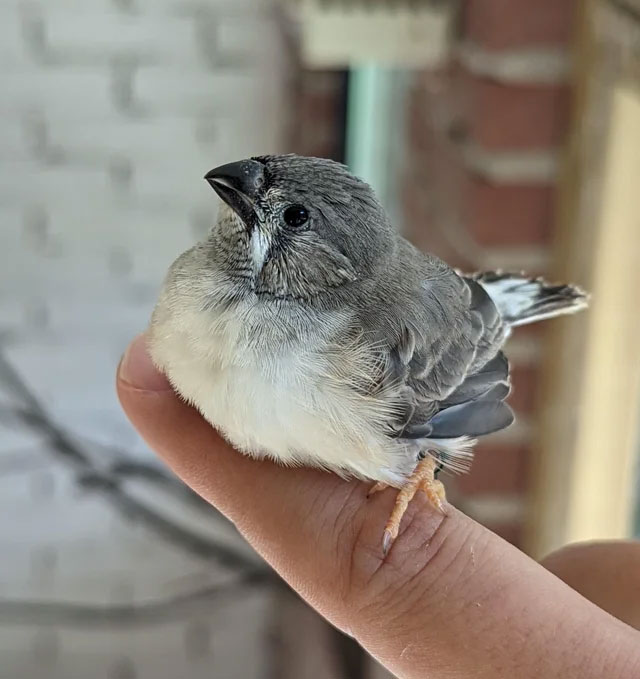 How to House Feathered Friends