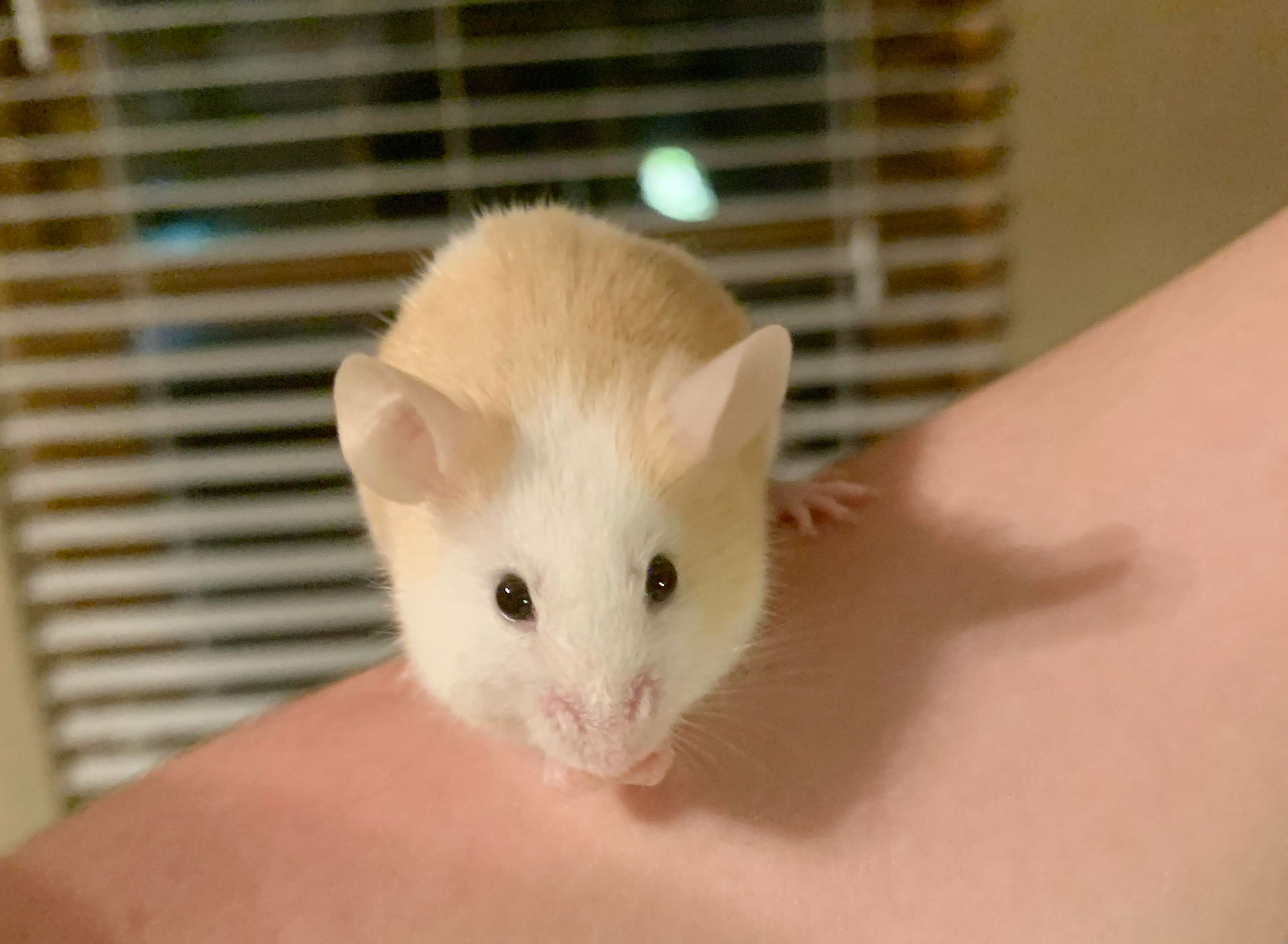 Keeping Small Fuzzies