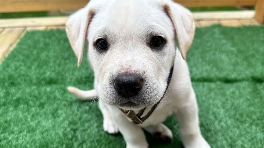 No Rain on Your Pup's Parade