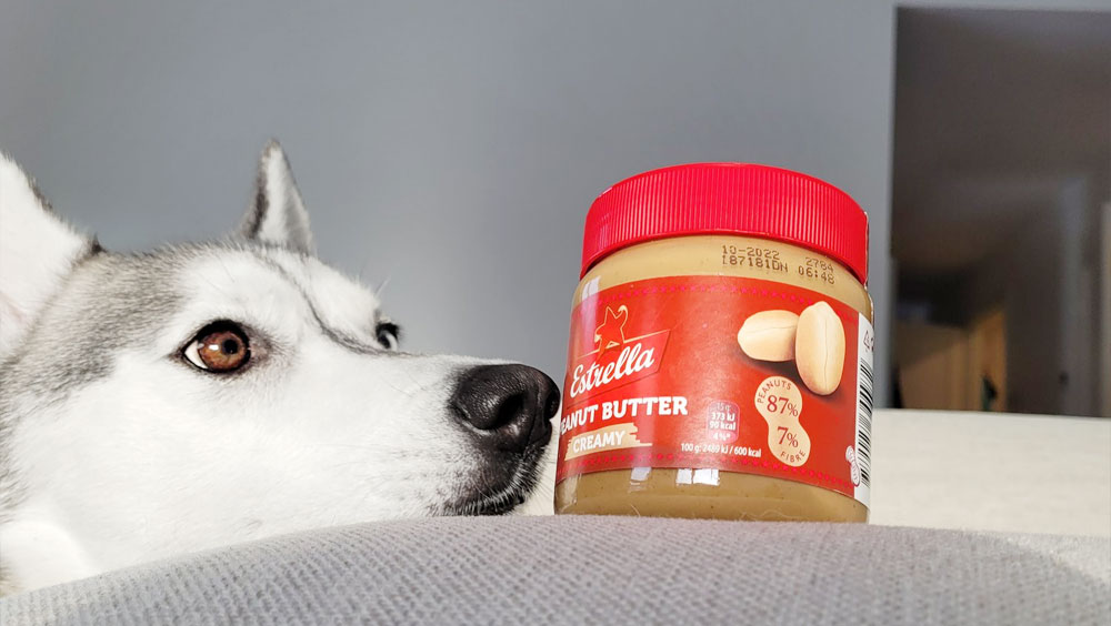 Peanut Butter Obsession: Why Do Dogs Like Peanut Butter?