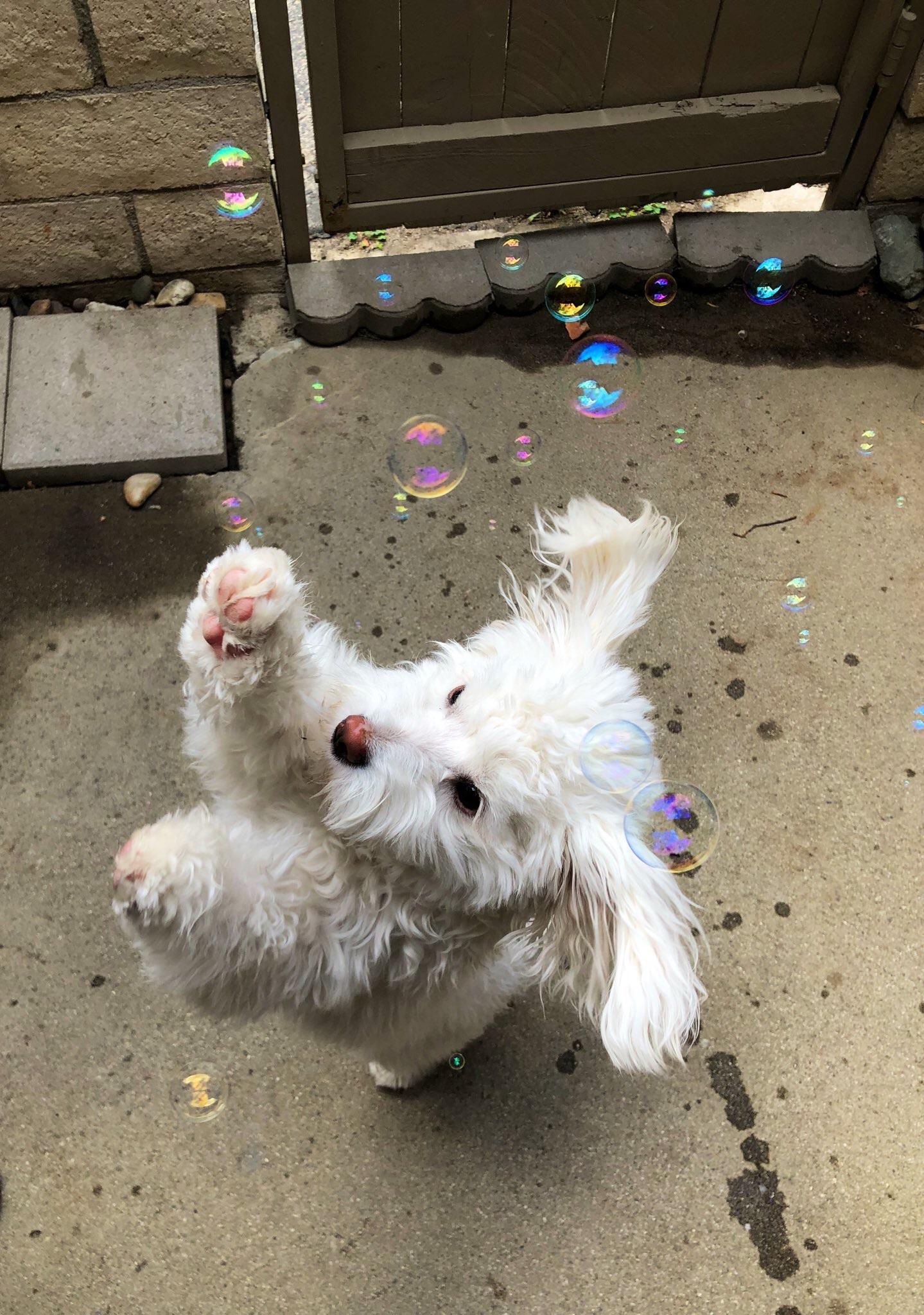 Pop The Bubbly