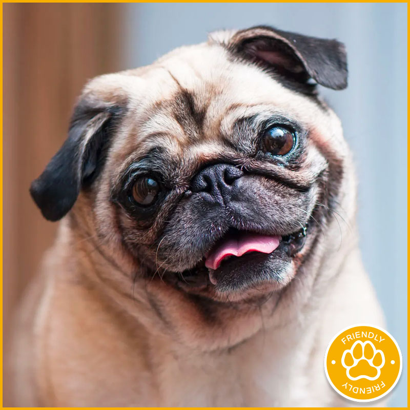 Pug