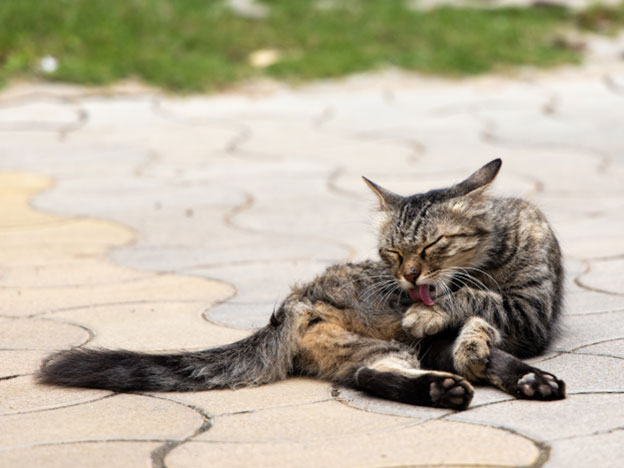 Reasons Why Cats Lick Each Other