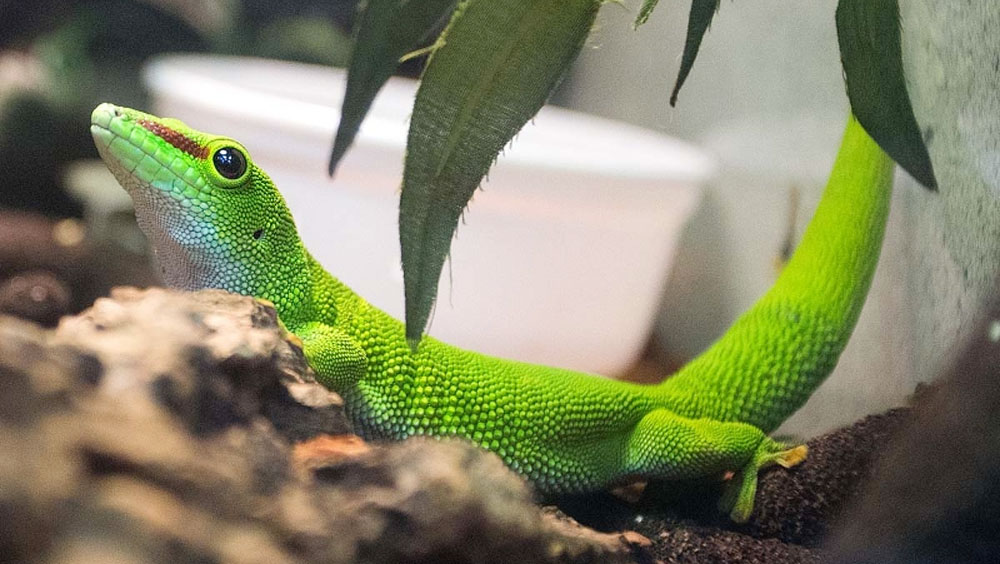 Reptile Dream Home: How To Set Up the Perfect Habitat for Your Pet