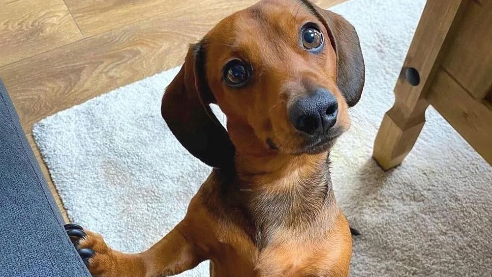 Runny Noses in Dogs: Why Is My Dog's Nose Running?