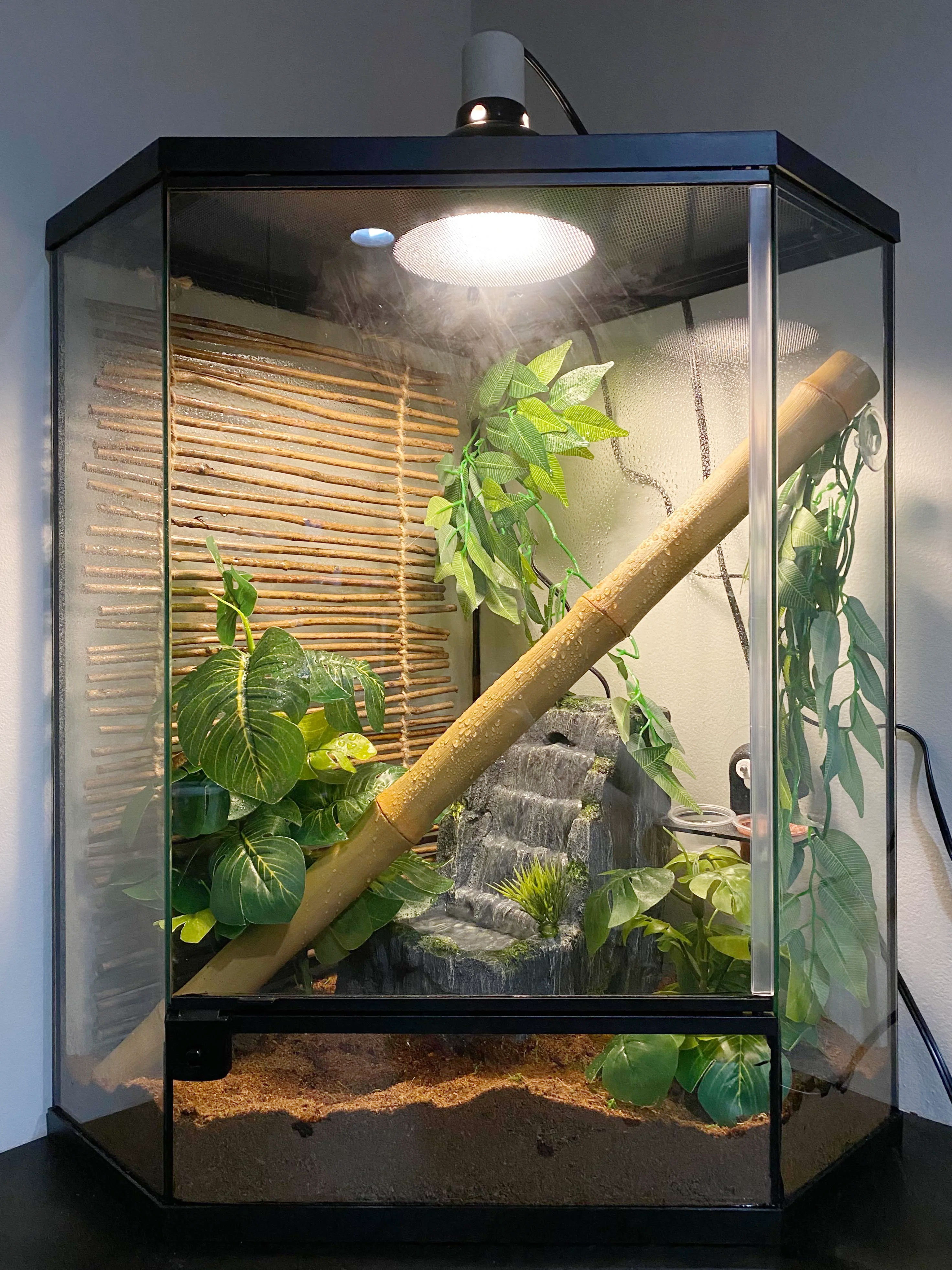 Setting Up Your Reptile s Terrarium