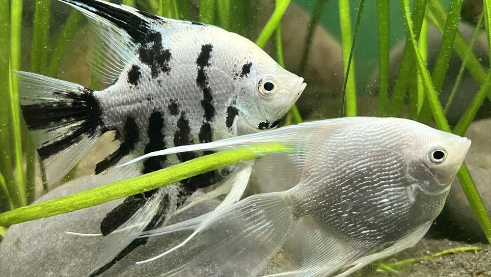 Should You Test Your Aquarium Water Regularly?