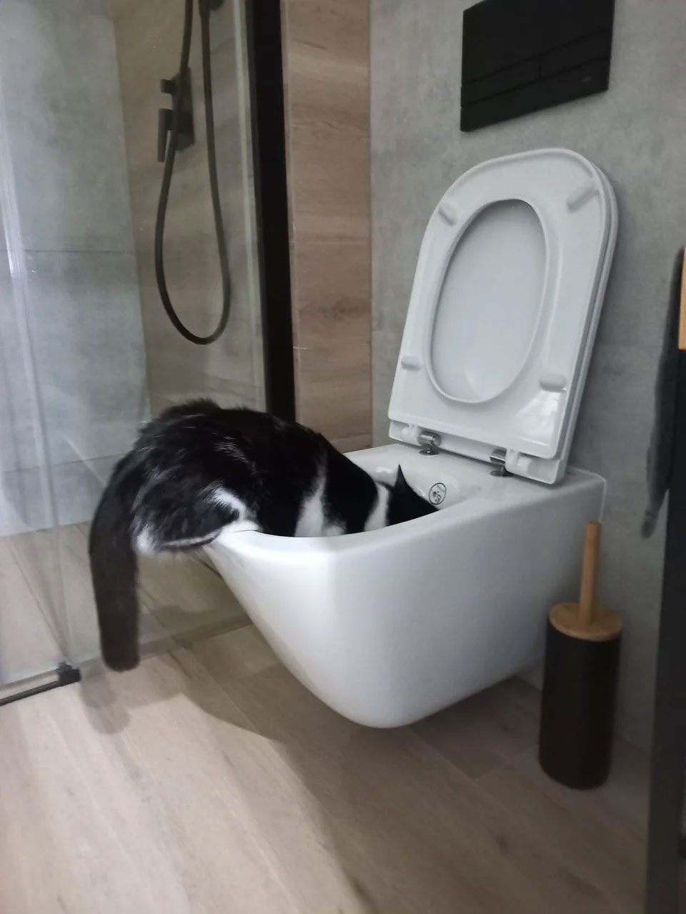 Socialized Cats Are Confident Cats