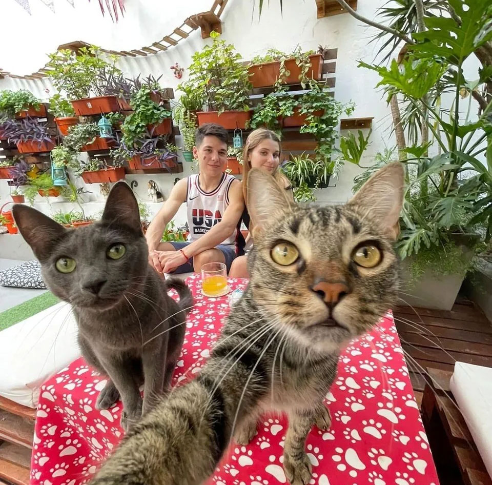 Socialized Cats and Mental Physical Development 1