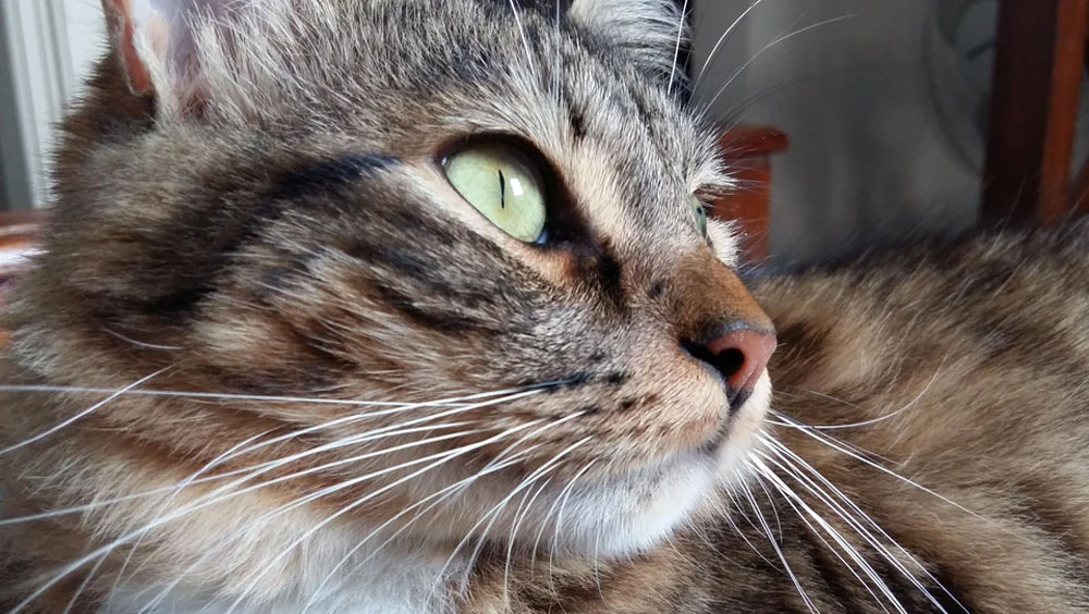 The Paw-some Benefits of a Socialized Cat