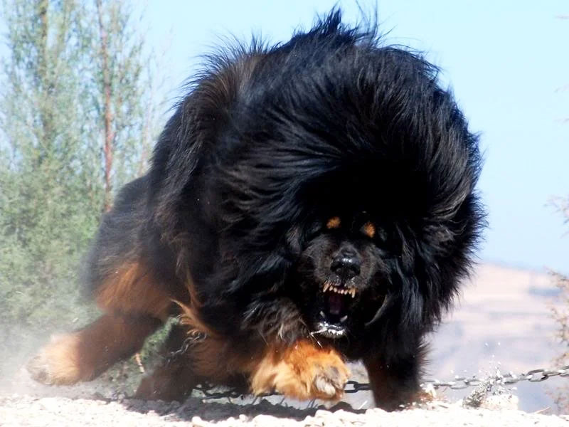 Tibetan Mastiff