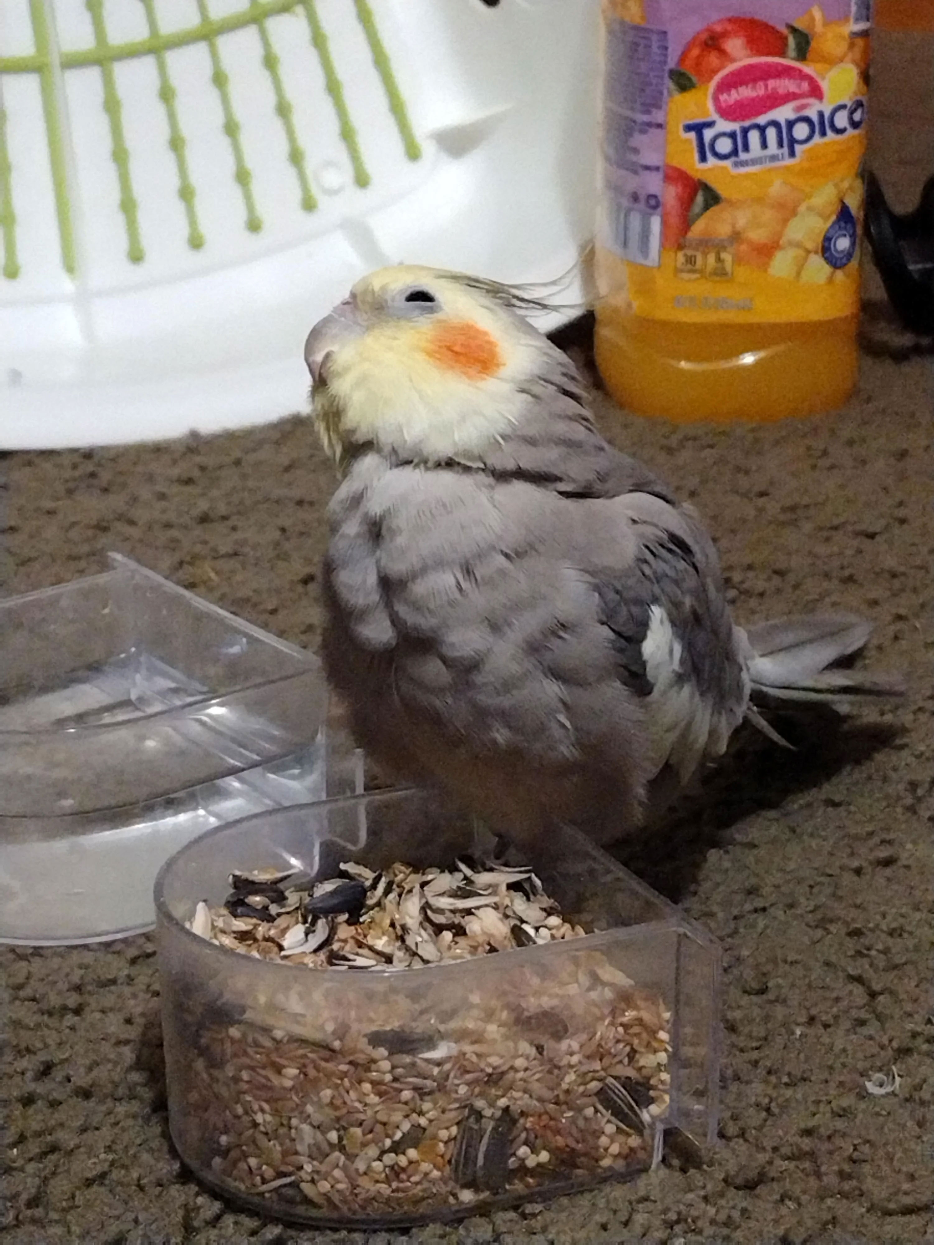 What Should You Feed Them