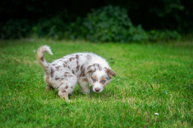 What to Do if Your Dog Can t Hold Its Pee
