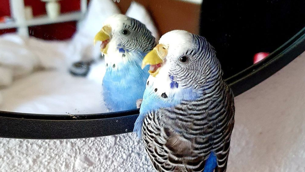 Why Your Birds Need a Diverse Diet