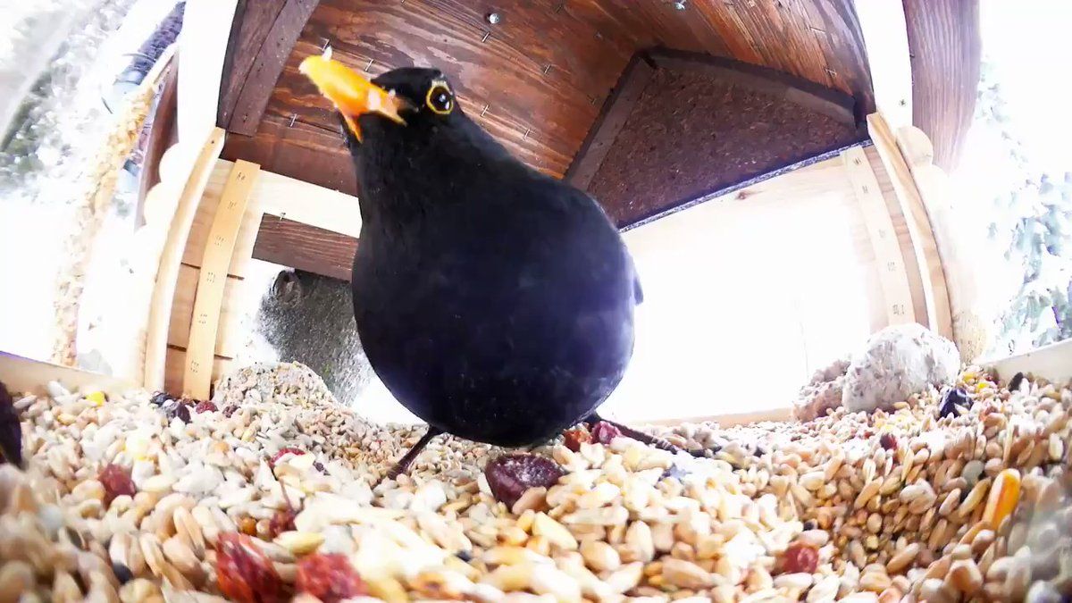 Why is Seed Bad for Your Bird