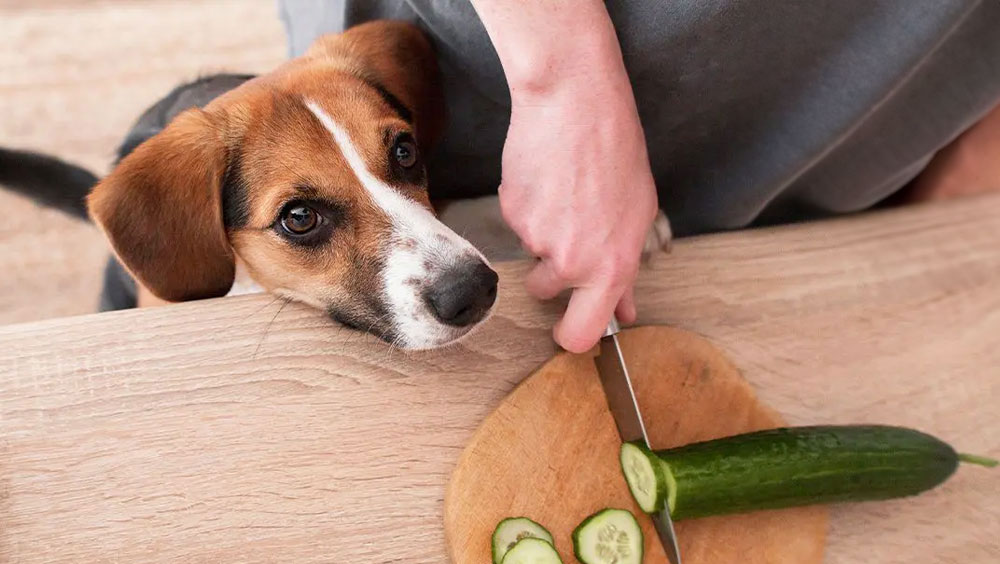 Can Dogs Eat Cucumbers?