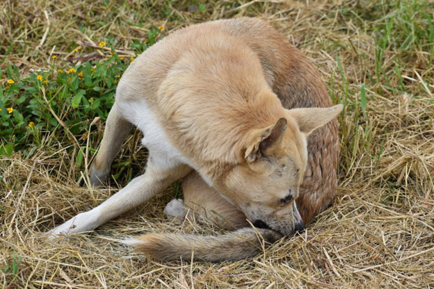 Flea Transmission