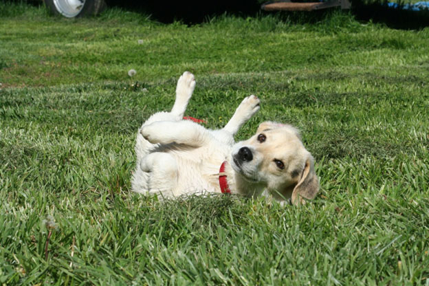 Grooming and Cleaning Routines